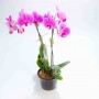 Mini Phalaenopsis Orchid - Double Stem